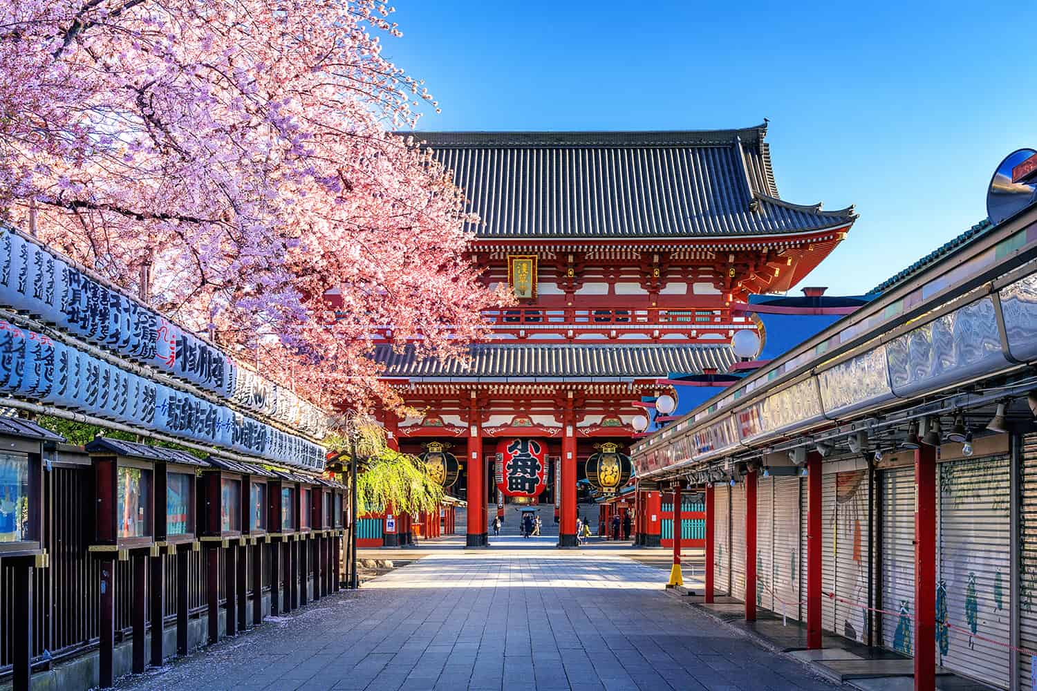 cherry blossoms and sensoji temple in asakusa tokyo, japan.